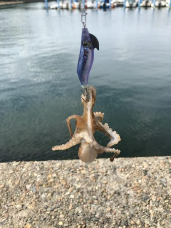 デイエギング 2