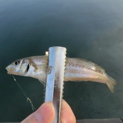 ええサイズのキスが