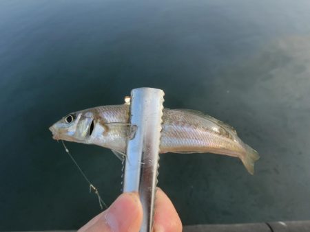 ええサイズのキスが