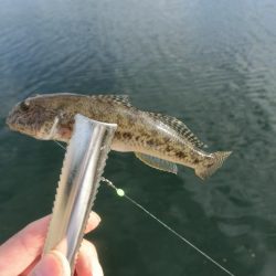 キス釣り 何とか形になりました