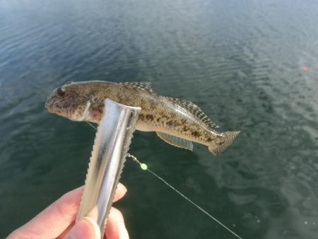 キス釣り 何とか形になりました