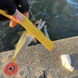 湾奥タチウオ調査