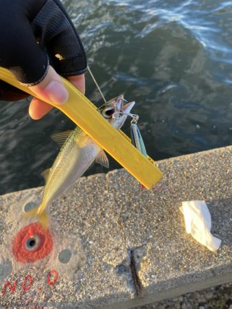 湾奥タチウオ調査