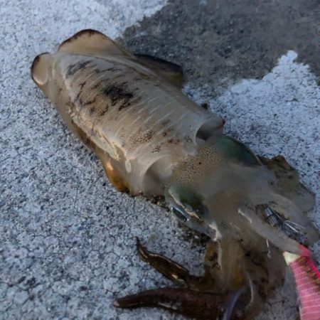 2020 佐渡ヶ島エギング 15回目