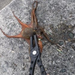 海の中はまだまだ夏？？