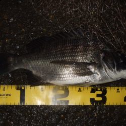 キビレ狙いからマチヌ狙いに