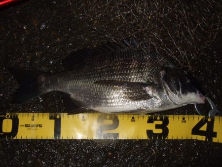 キビレ狙いからマチヌ狙いに