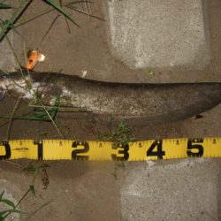 いよいよシーズン終盤の良い時期に