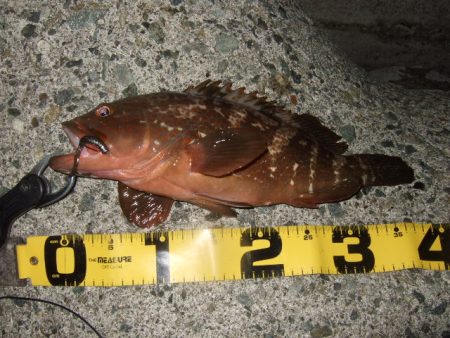 ロックフィッシュ調査