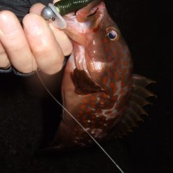 ロックフィッシュ釣行