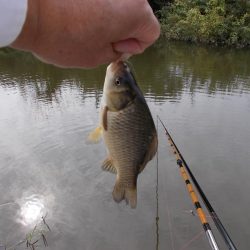 紀ノ川　真ブナ釣り