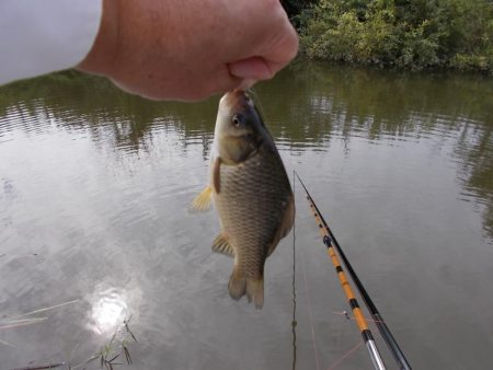 紀ノ川　真ブナ釣り