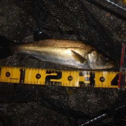 まだまだ夏ですね…。