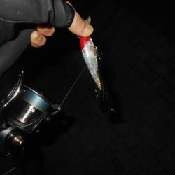 岸壁ノックでズドンッ!!。