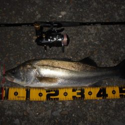 活性は上向き♪。