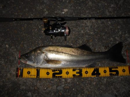 活性は上向き♪。