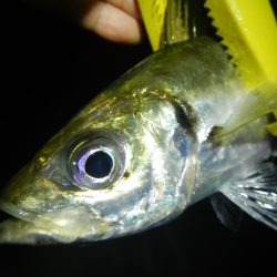 ショートでアジ