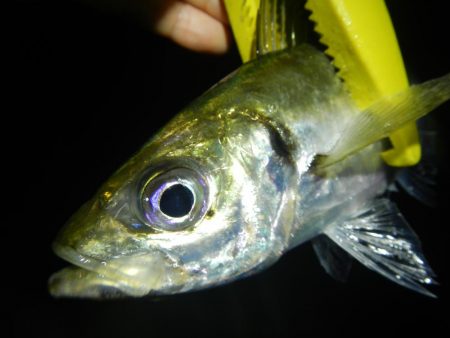 ショートでアジ