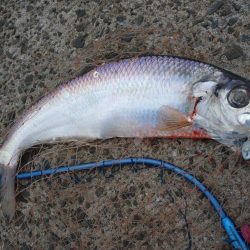 早朝トップシーバス