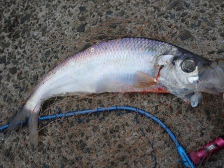 早朝トップシーバス