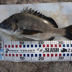 チヌトップ！！