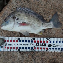 まだいける チヌトップ!!