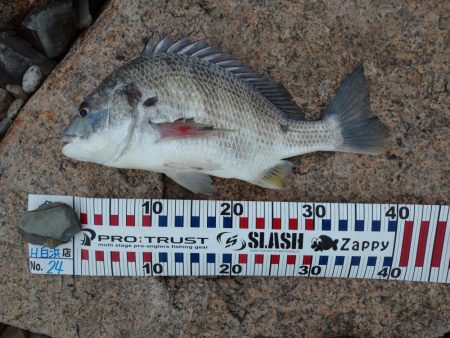 まだいける チヌトップ!!