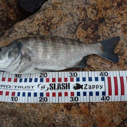 雨の中チヌトップ