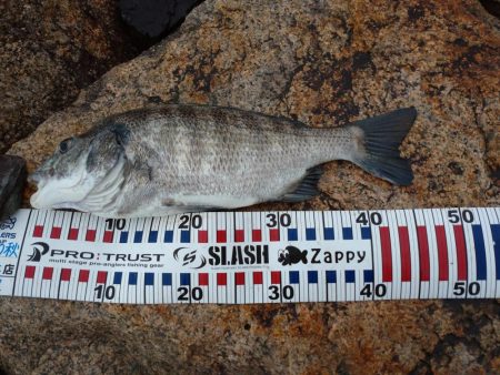 雨の中チヌトップ