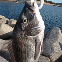 トップゲーム!!