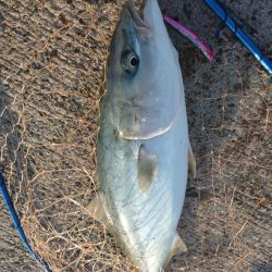 早朝トップゲーム!!