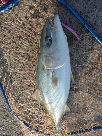 早朝トップゲーム!!