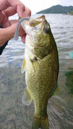 水温低下でシャローで爆発