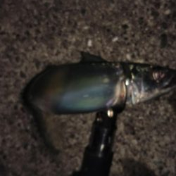 サバが続きます