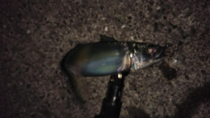 サバが続きます