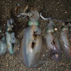 明石エギング釣行