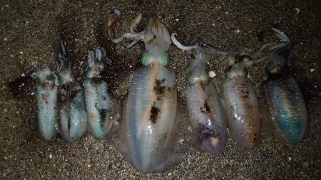 明石エギング釣行