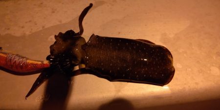 ショアジギ、シーバス、エギング