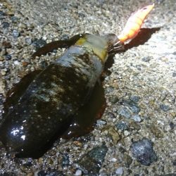 まだコロッケサイズ