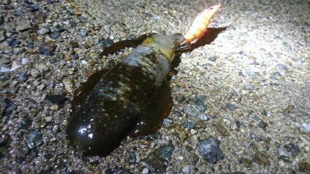 まだコロッケサイズ