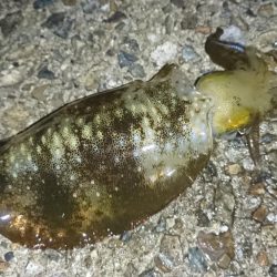 雨の中のアオリイカ