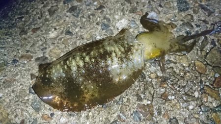 雨の中のアオリイカ