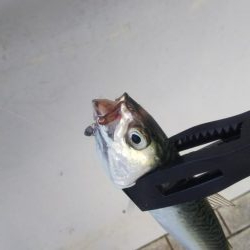 タチウオ2  ガシラ10  タケノコ1  サバ10