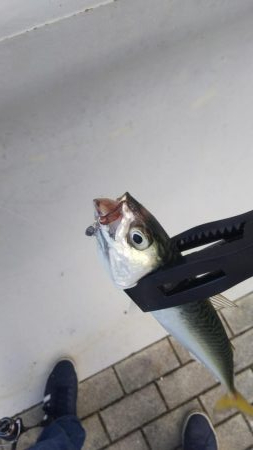 タチウオ2  ガシラ10  タケノコ1  サバ10