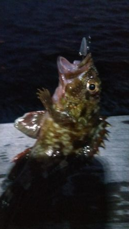 ガシラ3  小サバ2