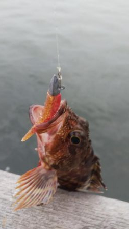 タチウオ2   ガシラ12   中サバ3