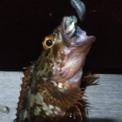 ガシラ20  イワシ5  サバ3