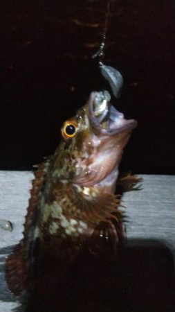 ガシラ20  イワシ5  サバ3