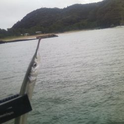 チヌ狙いサヨリ後サゴシ