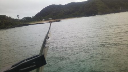 チヌ狙いサヨリ後サゴシ